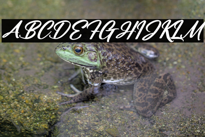 Manttulda Philliph Italic Example 1