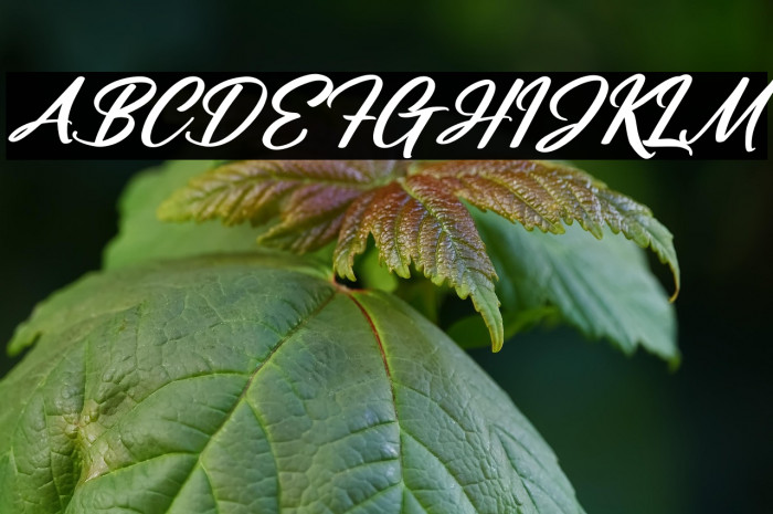 Manttulda Philliph Italic Example 3