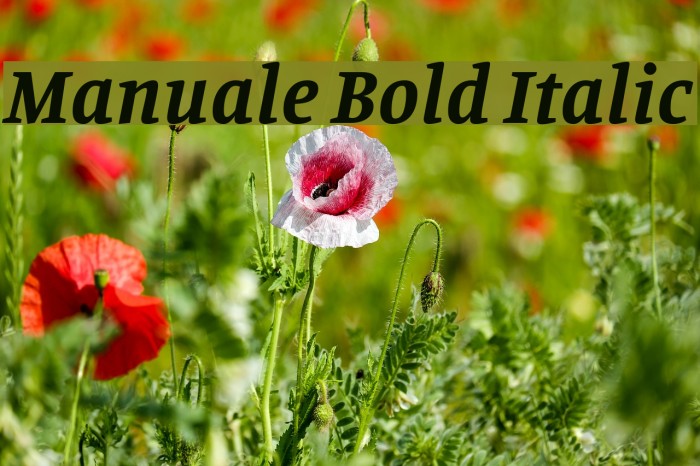Manuale Bold Italic Font examples