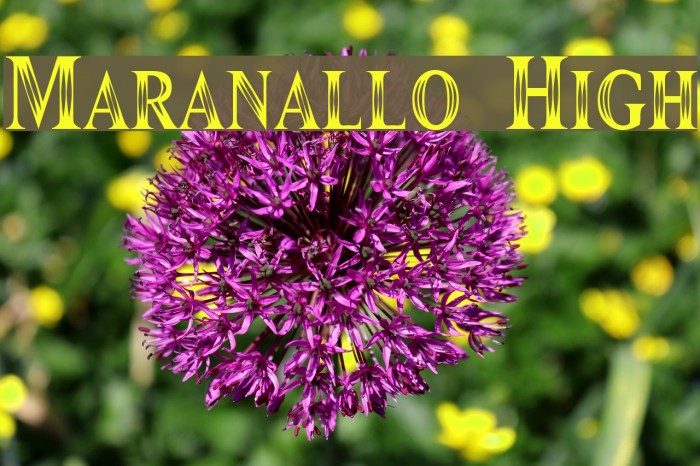 Maranallo High Font examples