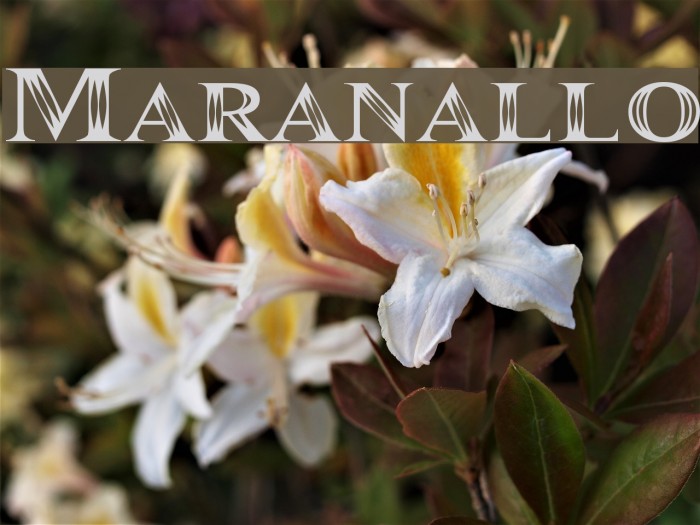 Maranallo Font examples
