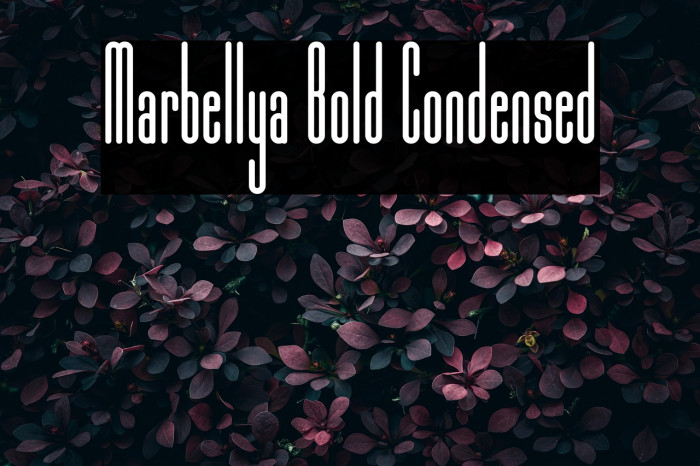 Marbellya Bold Condensed Example 3