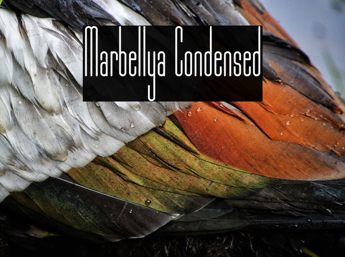 Marbellya Condensed Example 1