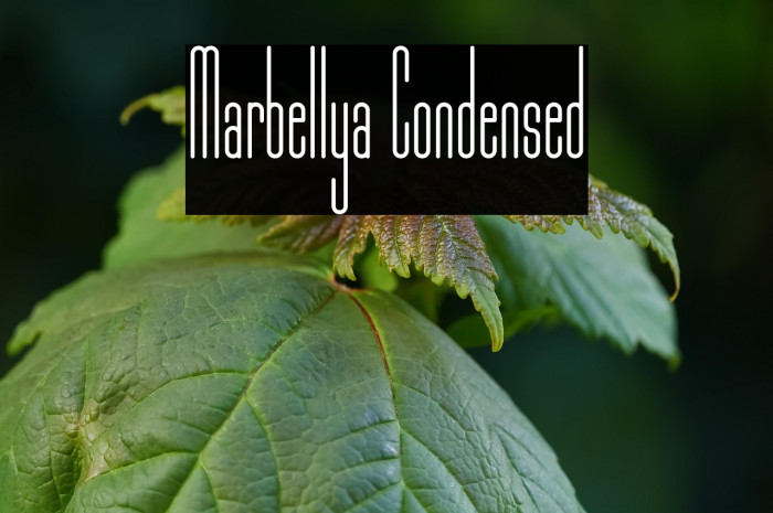 Marbellya Condensed Example 3