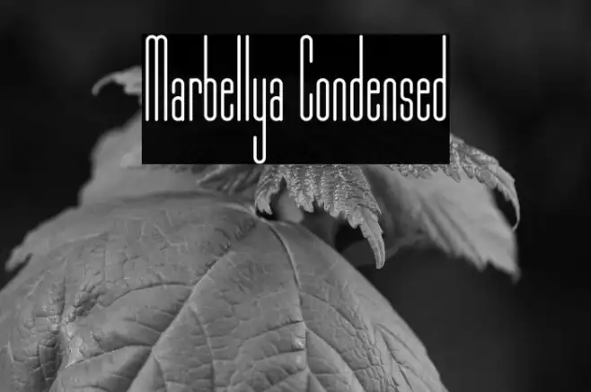 Marbellya Condensed Example 3