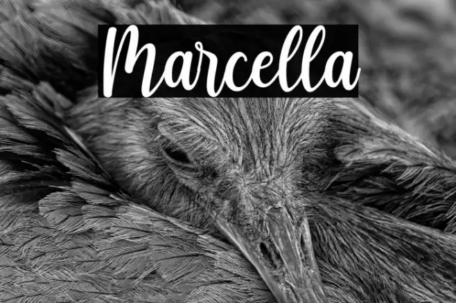 Marcella Font examples