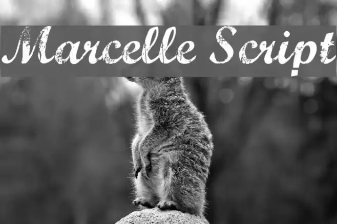 Marcelle Script Font examples