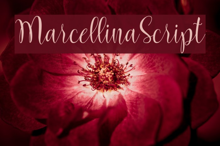 MarcellinaScript Font examples