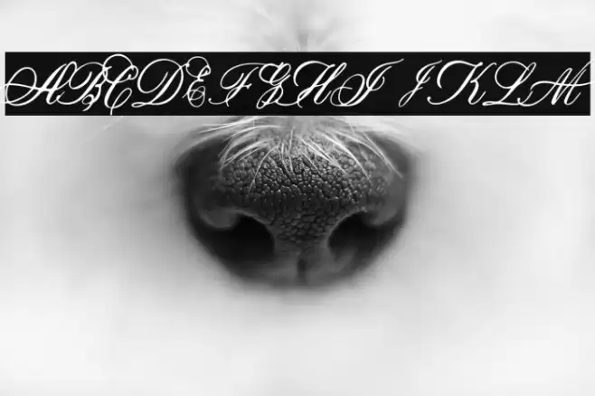 Marcellines Font examples