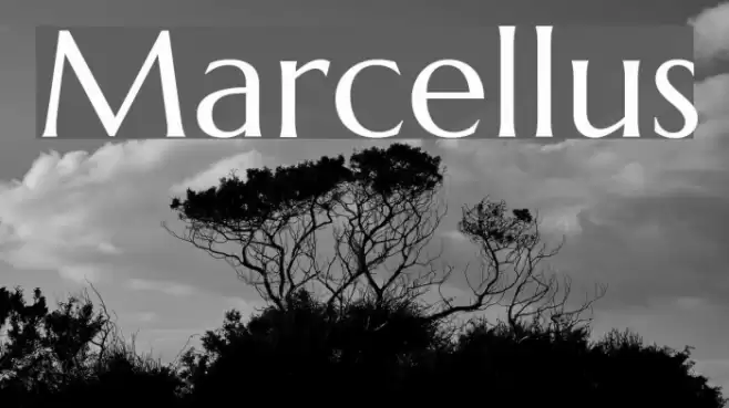 Marcellus Font examples