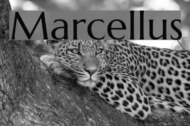 Marcellus Font examples