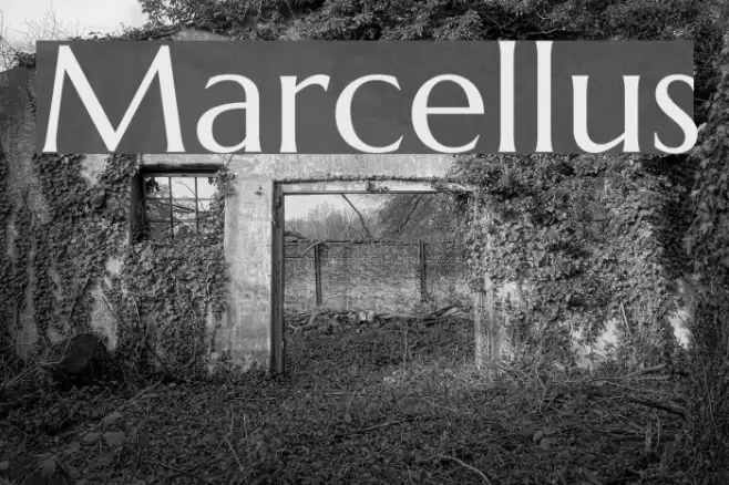 Marcellus Font examples