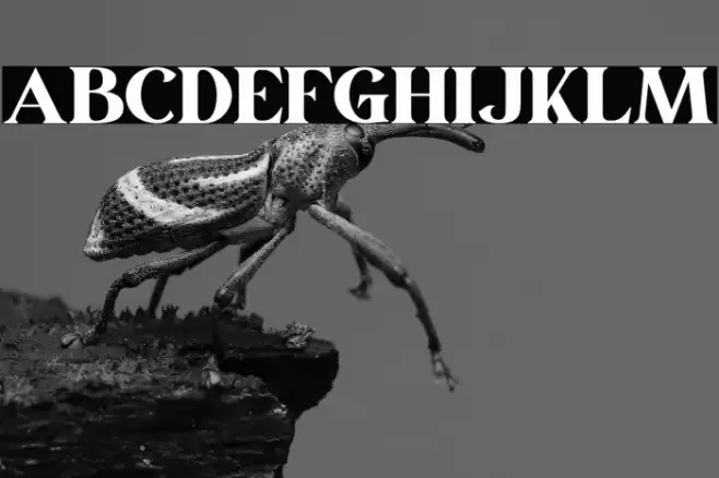 March Personal Use Шрифта examples