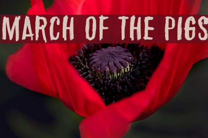 March of the pigs Font examples