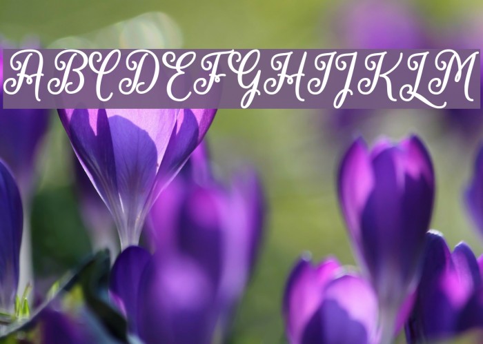 MarchCalligraphy Font examples