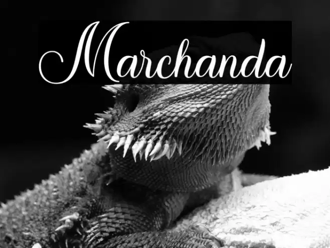 Marchanda Font examples