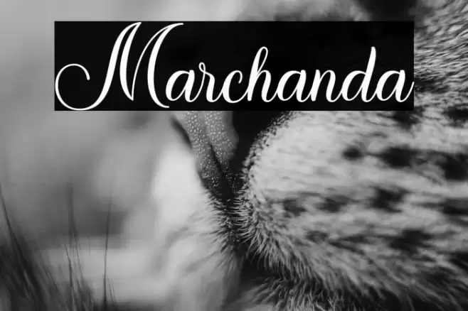 Marchanda Font examples