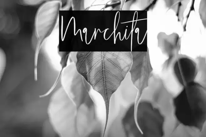 Marchita Font examples