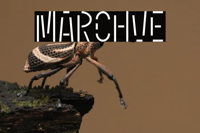 Marchive Example 2