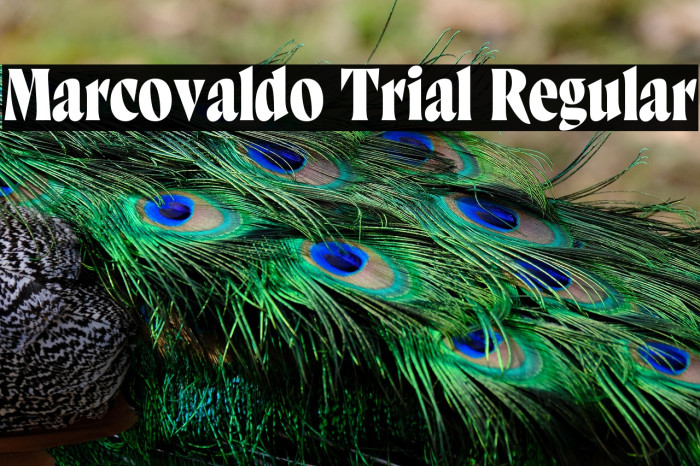 Marcovaldo Trial Regular Example 1