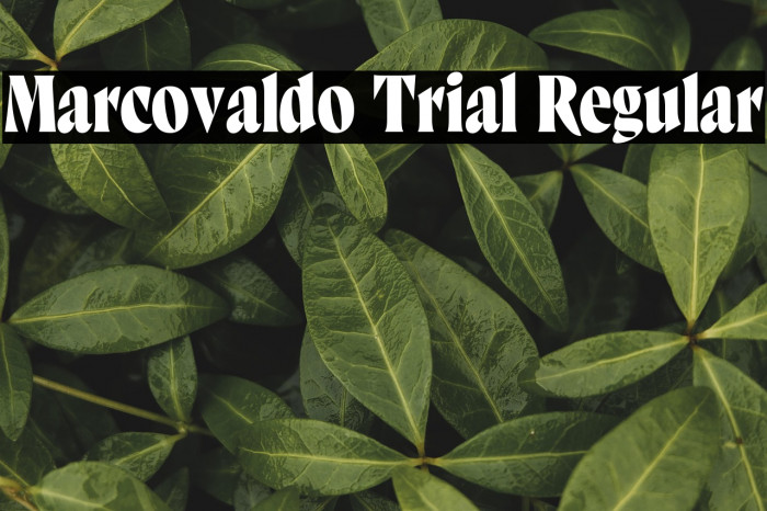 Marcovaldo Trial Regular Example 3