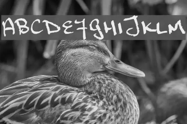 Marcusia Font examples