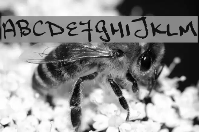 Marcusia Font examples