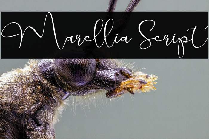 Marellia Script Example 1