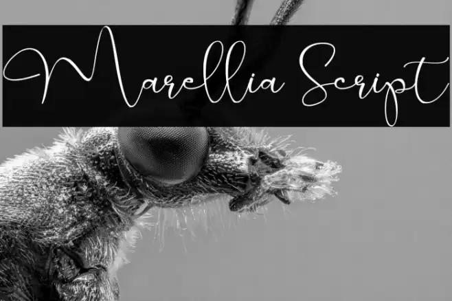 Marellia Script Example 1
