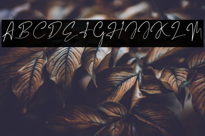 Marentta Signature Regular Example 2