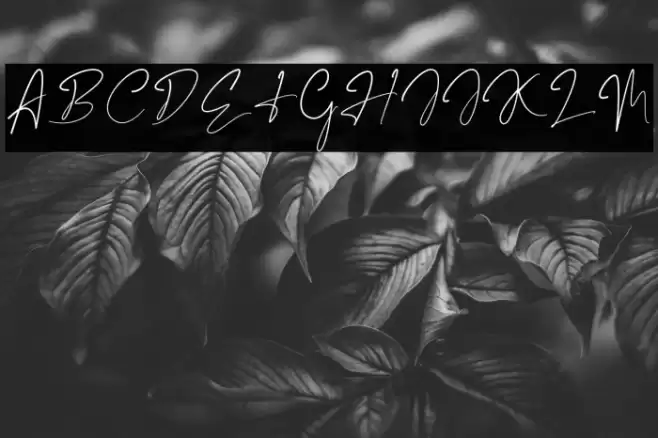 Marentta Signature Regular خط examples