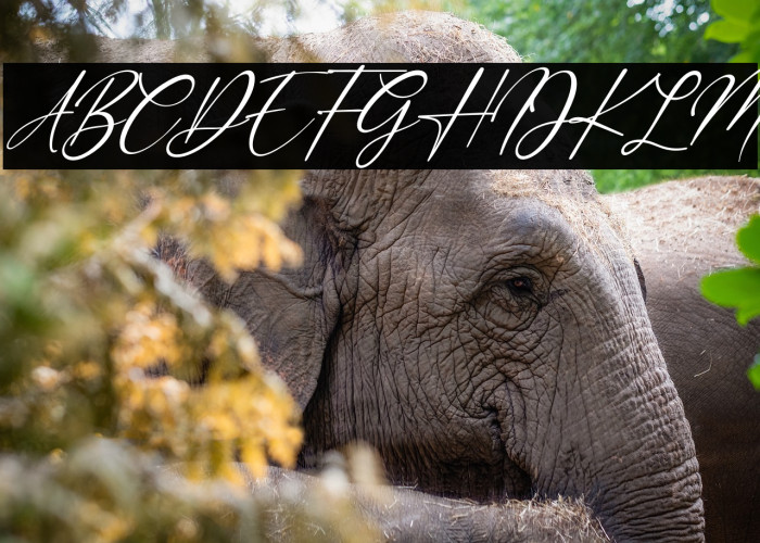 Margarett Italic Example 2