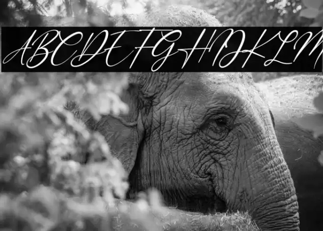 Margarett Italic Font examples