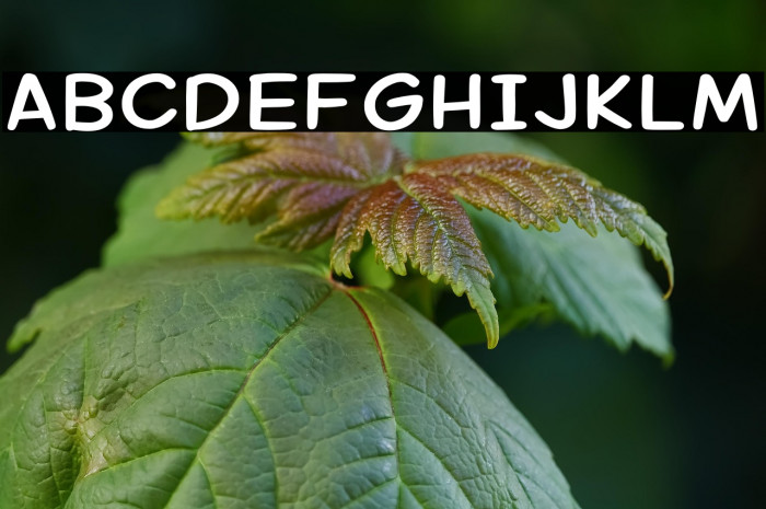 Margariney Words Bold Alt Example 2