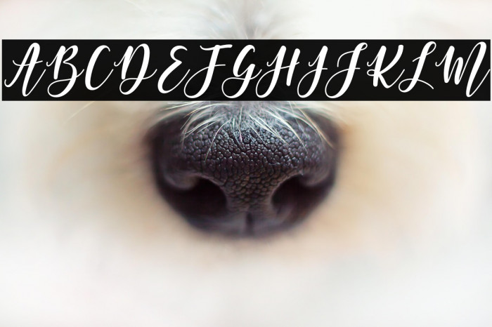 MargettaFreeVersion Example 2