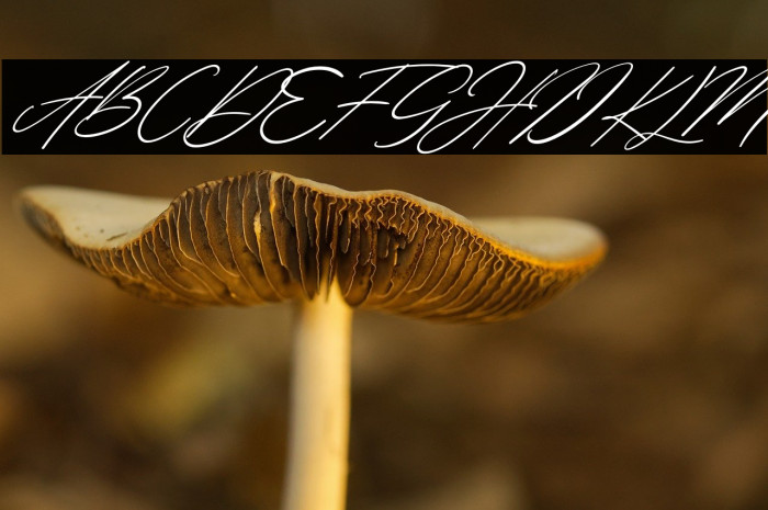 Margharita Italic Example 1