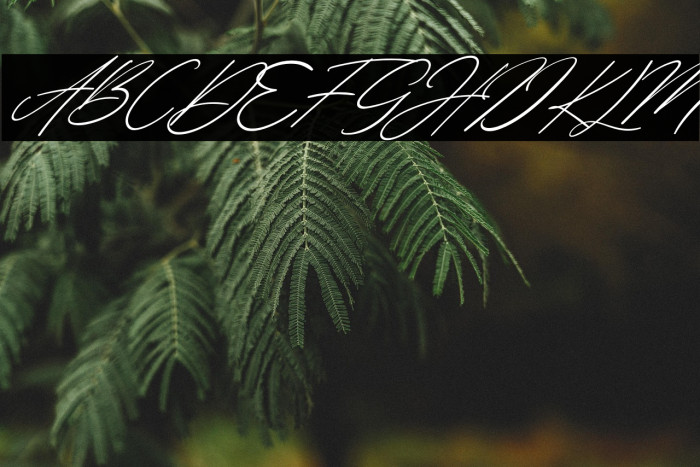 Margharita Italic Example 3