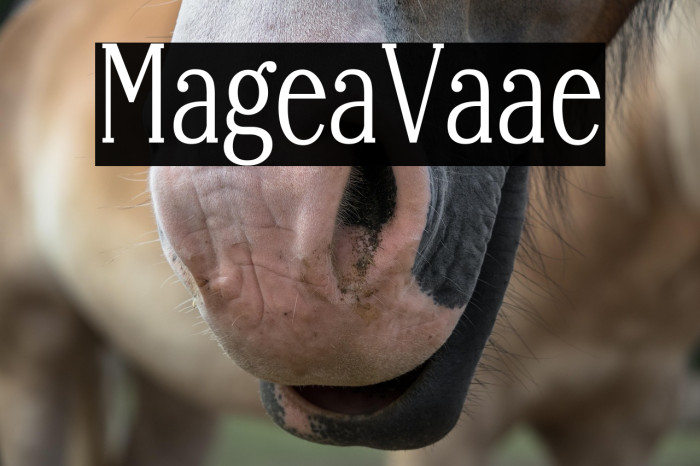 Margherita Variable Example 3