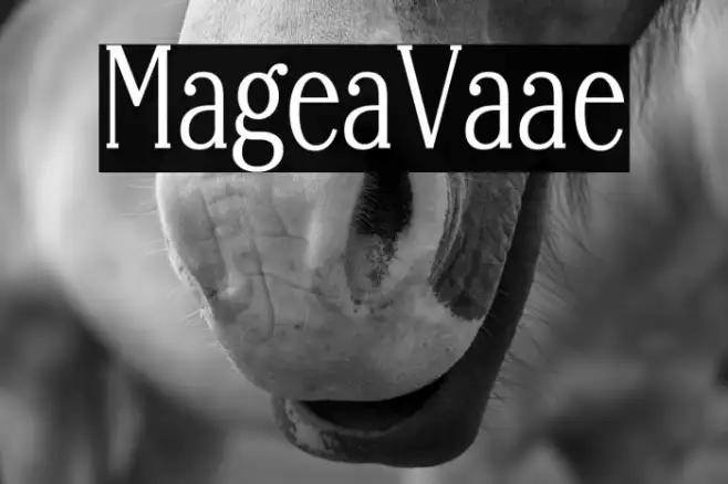 Margherita Variable Example 3
