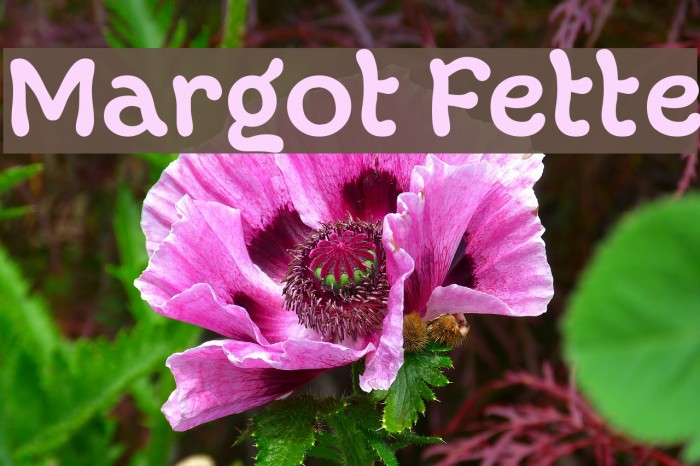 Margot Fette Font examples