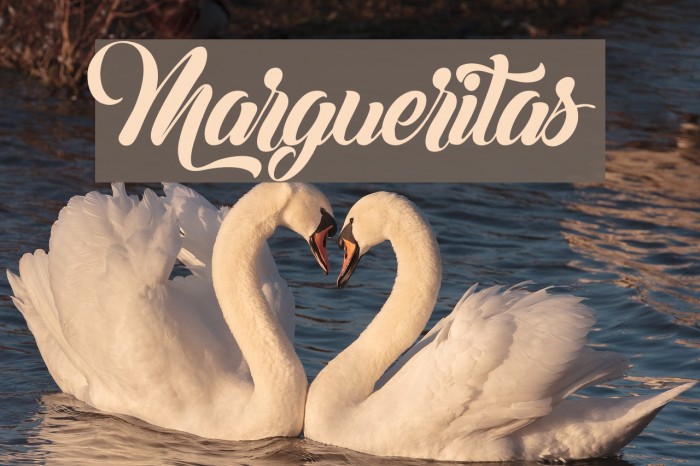 Margueritas Font examples