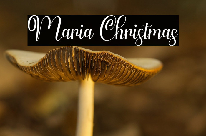 Maria Christmas Example 2