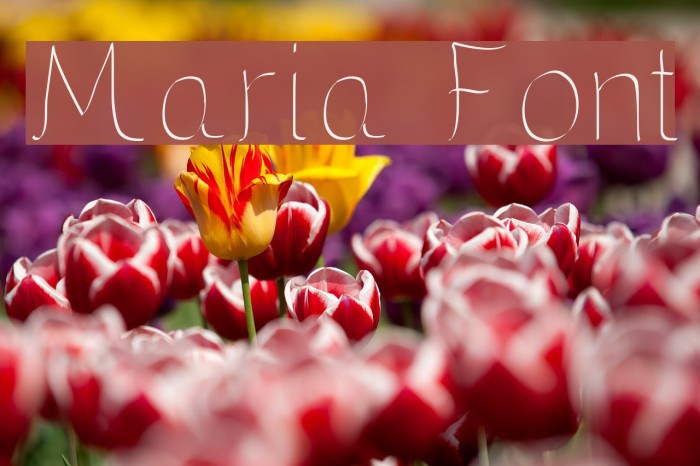 Maria Font examples