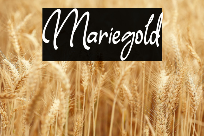 Mariegold Example 1