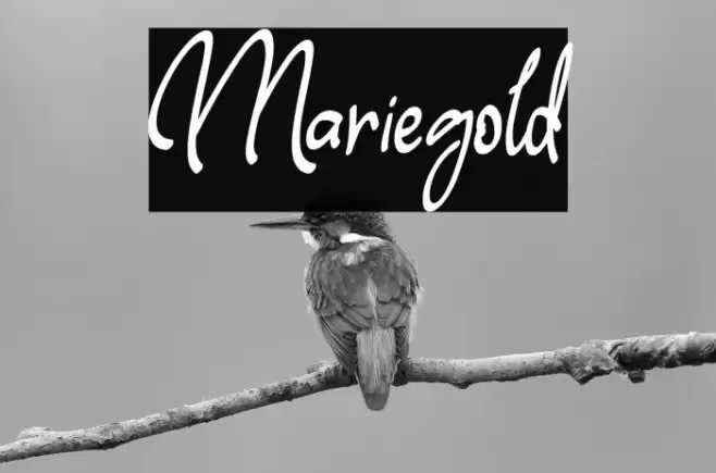 Mariegold Font examples