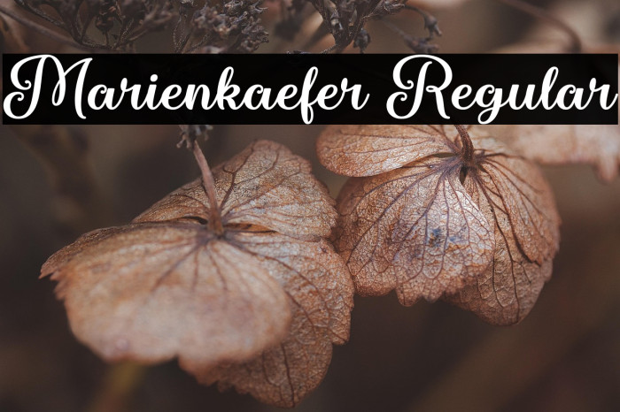 Marienkaefer Regular Example 2