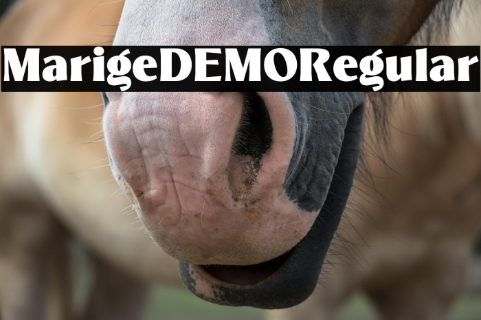 MarigeDEMO-Regular Example 2