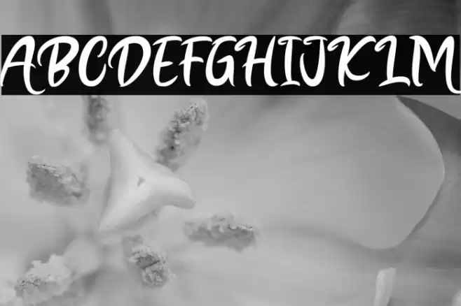 Marigolds Font examples