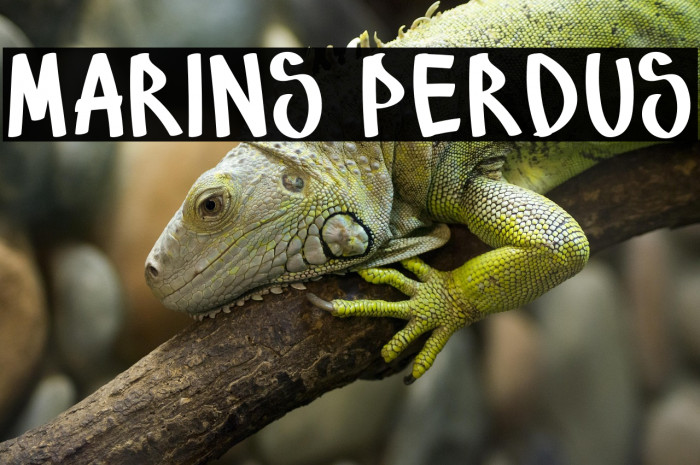 Marins Perdus Example 1