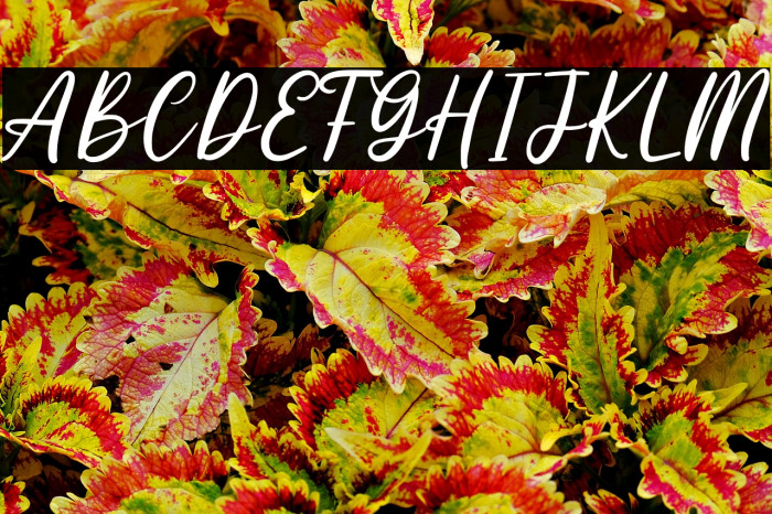 Mariolite Personal Use Example 2